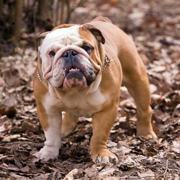 Meet your Posher - Picture 1 of 1